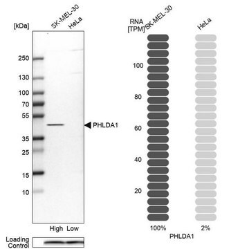 Anti-PHLDA1 antibody produced in rabbit Prestige Antibodies&#174; Powered by Atlas Antibodies, affinity isolated antibody, buffered aqueous glycerol solution