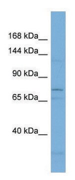 Anti-IL12RB2 antibody produced in rabbit affinity isolated antibody