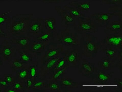 Anti-ARL6IP4 antibody produced in rabbit purified immunoglobulin, buffered aqueous solution