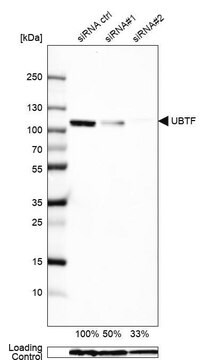 Anti-UBTF antibody produced in rabbit Prestige Antibodies&#174; Powered by Atlas Antibodies, affinity isolated antibody, buffered aqueous glycerol solution