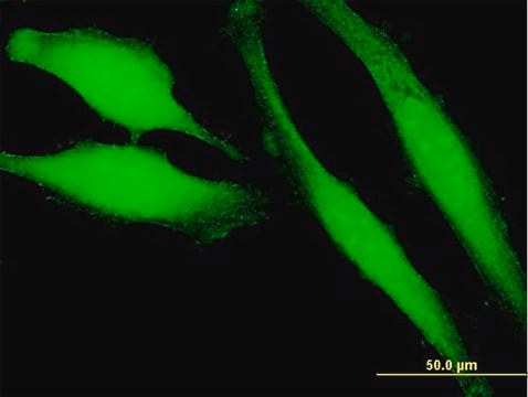 Anti-HRASLS3 antibody produced in mouse purified immunoglobulin, buffered aqueous solution