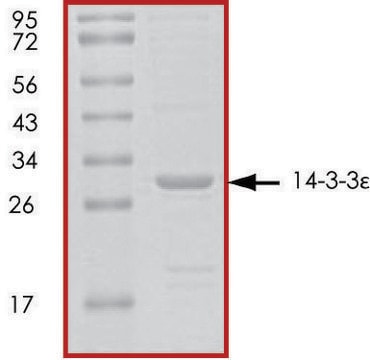 14-3-3 &#949;, untagged human recombinant, expressed in E. coli, &#8805;70% (SDS-PAGE), buffered aqueous glycerol solution