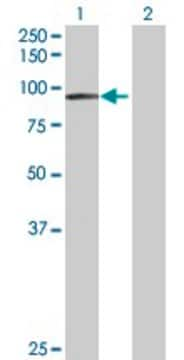 Anti-EPS8L2 antibody produced in rabbit purified immunoglobulin, buffered aqueous solution