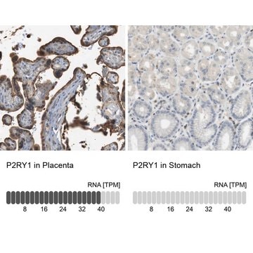 Anti-P2RY1 antibody produced in rabbit Prestige Antibodies&#174; Powered by Atlas Antibodies, affinity isolated antibody, buffered aqueous glycerol solution