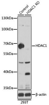 Anti-HDAC1 antibody produced in rabbit