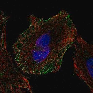 Anti-CDH13 antibody produced in rabbit Prestige Antibodies&#174; Powered by Atlas Antibodies, affinity isolated antibody, buffered aqueous glycerol solution