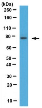 Anti-Spartin Antibody serum, from rabbit