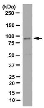 Anti-EPS8, Antibody from rabbit, purified by affinity chromatography