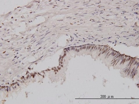 Monoclonal Anti-CSE1L antibody produced in mouse clone 3D8, purified immunoglobulin, buffered aqueous solution