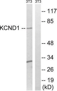 Anti-KCND1 antibody produced in rabbit affinity isolated antibody