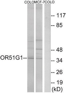 Anti-OR51G1 antibody produced in rabbit affinity isolated antibody