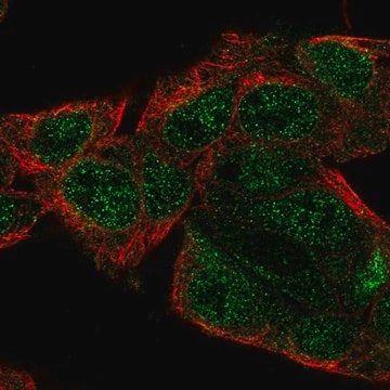 Anti-SERGEF antibody produced in rabbit Prestige Antibodies&#174; Powered by Atlas Antibodies, affinity isolated antibody