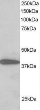 Anti-NIPP1/PPP1R8 antibody produced in goat affinity isolated antibody, buffered aqueous solution