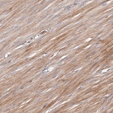 Anti-URGCP antibody produced in rabbit Prestige Antibodies&#174; Powered by Atlas Antibodies, affinity isolated antibody, buffered aqueous glycerol solution