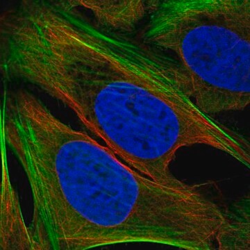 Anti-TMEM59L antibody produced in rabbit Prestige Antibodies&#174; Powered by Atlas Antibodies, affinity isolated antibody