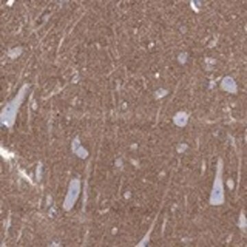 Anti-SHISA4 antibody produced in rabbit Prestige Antibodies&#174; Powered by Atlas Antibodies, affinity isolated antibody, buffered aqueous glycerol solution