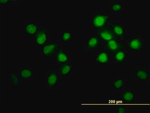 Monoclonal Anti-OXSR1 antibody produced in mouse clone 4C12, purified immunoglobulin, buffered aqueous solution