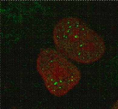 Anti-MBNL1 Antibody, clone 4A8 clone 4A8, from mouse