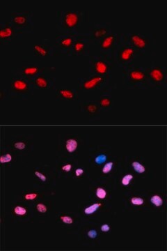 Anti-Phospho-Rb-S811 antibody produced in rabbit