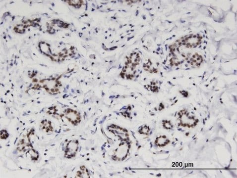 Monoclonal Anti-C4ORF43 antibody produced in mouse clone 4A6, purified immunoglobulin, buffered aqueous solution