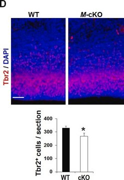 抗-Tbr2抗体 from rabbit, purified by affinity chromatography