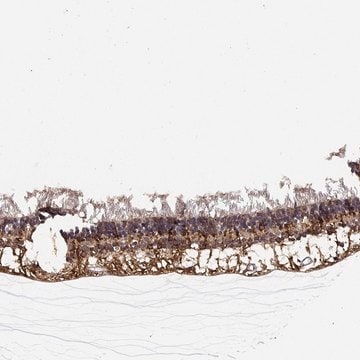 Anti-NPVF antibody produced in rabbit Prestige Antibodies&#174; Powered by Atlas Antibodies, affinity isolated antibody, buffered aqueous glycerol solution