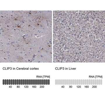 Anti-CLIP3 antibody produced in rabbit Prestige Antibodies&#174; Powered by Atlas Antibodies, affinity isolated antibody, buffered aqueous glycerol solution