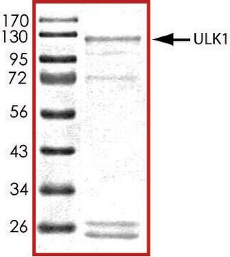 ULK1 (1-649), active, GST tagged human PRECISIO&#174; Kinase, recombinant, expressed in baculovirus infected Sf9 cells, &#8805;70% (SDS-PAGE), buffered aqueous glycerol solution