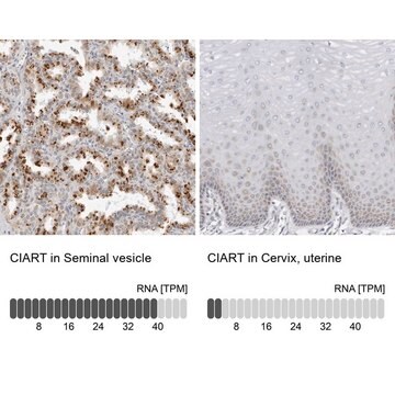 Anti-CIART antibody produced in rabbit Prestige Antibodies&#174; Powered by Atlas Antibodies, affinity isolated antibody, buffered aqueous glycerol solution