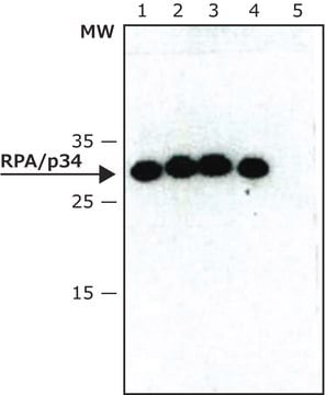 单克隆抗 RPA/p34 小鼠抗 ~2&#160;mg/mL, clone 9H8, purified immunoglobulin, buffered aqueous solution