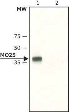 Anti-MO25 antibody produced in rabbit ~2&#160;mg/mL, affinity isolated antibody, buffered aqueous solution