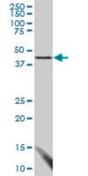 Monoclonal Anti-FBLIM1, (C-terminal) antibody produced in mouse clone 3F8, purified immunoglobulin, buffered aqueous solution