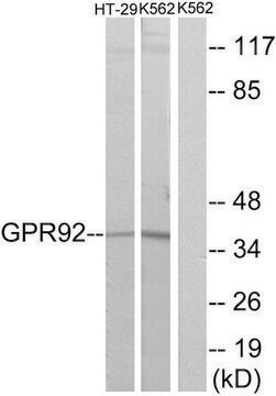 Anti-GPR92 antibody produced in rabbit affinity isolated antibody