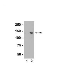 Anti-INCENP-Antikörper, Klon 58-217 clone 58-217, Upstate&#174;, from mouse