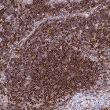 Anti-ERI1 antibody produced in rabbit Prestige Antibodies&#174; Powered by Atlas Antibodies, affinity isolated antibody, buffered aqueous glycerol solution