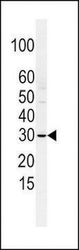 ANTI-SLUG (N-TERM K9) antibody produced in rabbit purified immunoglobulin, buffered aqueous solution