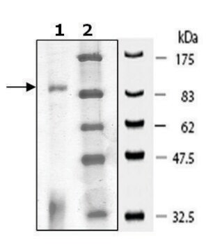 CHK2 active human recombinant, expressed in baculovirus infected Sf9 cells, &#8805;70% (SDS-PAGE)