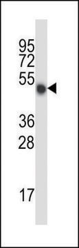 ANTI-MOUSE MLKL (C-TERM) antibody produced in rabbit IgG fraction of antiserum, buffered aqueous solution