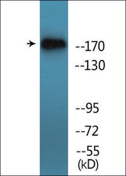 Anti-phospho-TOP2A (pSer1106) antibody produced in rabbit affinity isolated antibody