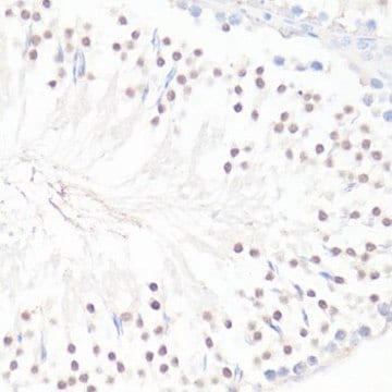 Anti-GLI1 antibody produced in rabbit