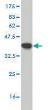 Monoclonal Anti-MFGE8 antibody produced in mouse clone 3E9, purified immunoglobulin, buffered aqueous solution