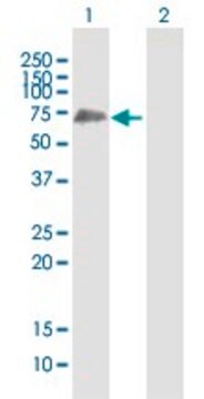 Anti-SHC3 antibody produced in mouse purified immunoglobulin, buffered aqueous solution