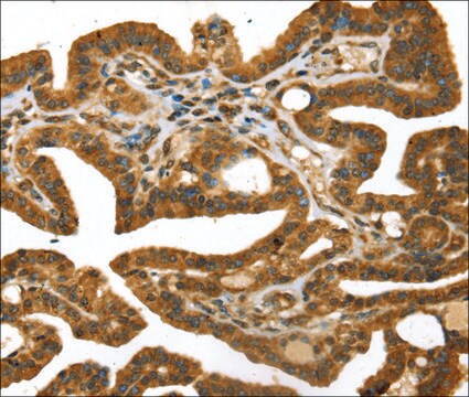 Anti-STX11 affinity isolated antibody