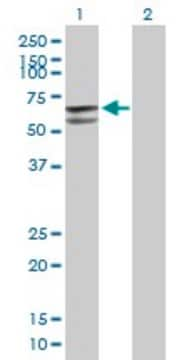 Anti-GLUD2 antibody produced in mouse purified immunoglobulin, buffered aqueous solution