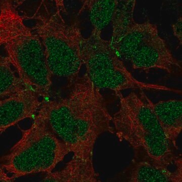 Anti-JAM2 antibody produced in rabbit Prestige Antibodies&#174; Powered by Atlas Antibodies, affinity isolated antibody