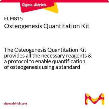 Kit de quantification de l'angiogenèse The Osteogenesis Quantitation Kit provides all the necessary reagents &amp; a protocol to enable quantification of osteogenesis using a standard plate reader.