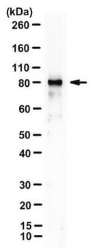 Anti-MRE11 Antibody, clone 15B8.1E7.6 clone 15B8.1E7.6, from hamster(Armenian)