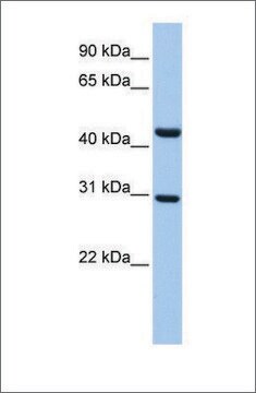 Anti-TULP3 (ab1) antibody produced in rabbit affinity isolated antibody