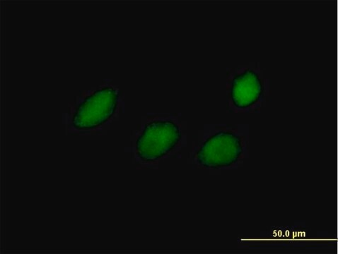 Anti-TCEAL4 antibody produced in mouse IgG fraction of antiserum, buffered aqueous solution