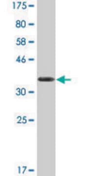 Monoclonal Anti-UPF1 antibody produced in mouse clone 4G3, purified immunoglobulin, buffered aqueous solution